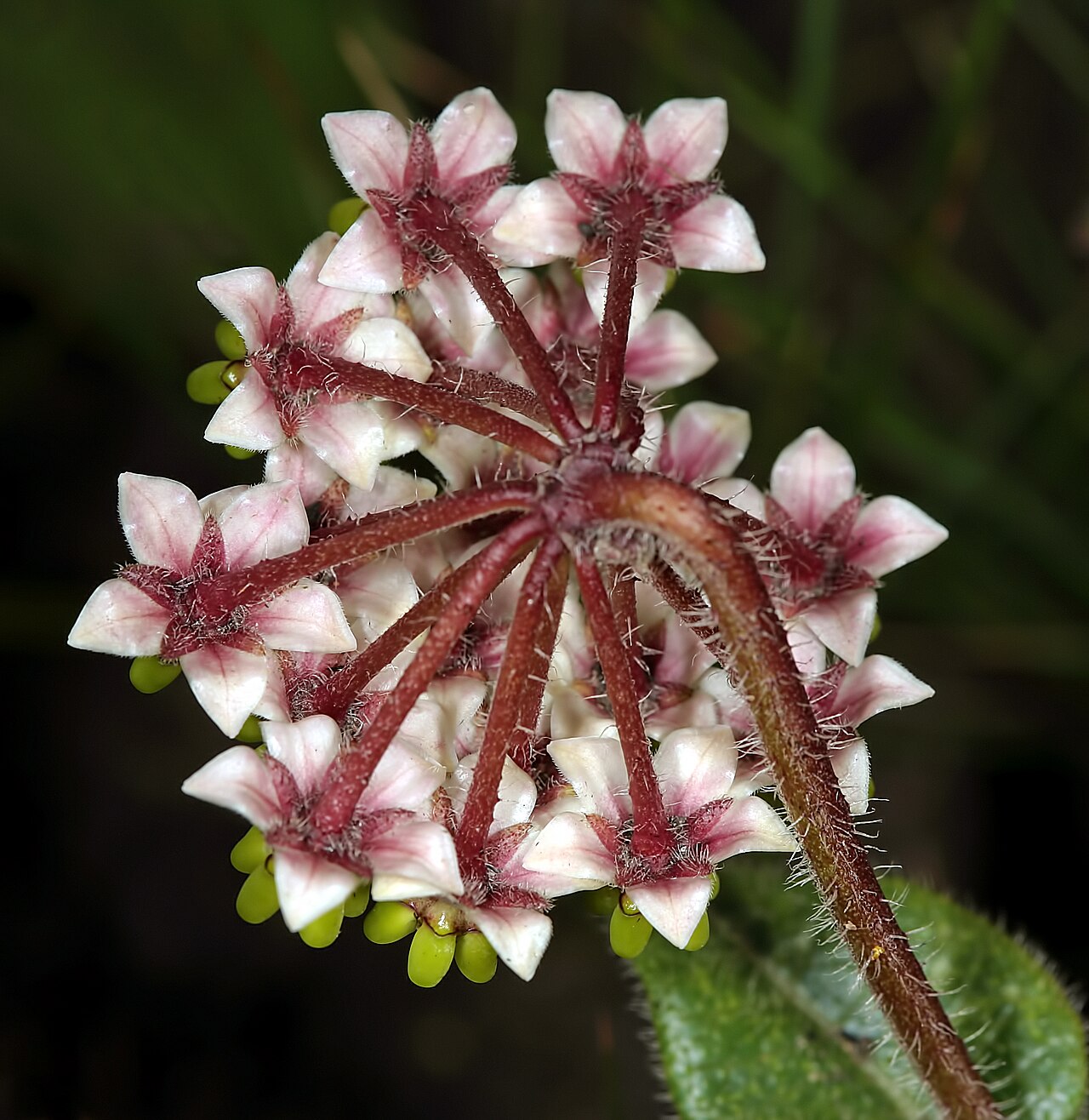 Asclepias albens: Asclepias albens , inflorescence turned sideways; viewed from the back. In grassland, Sikhombe Forest to Mtentu Camp, Pondoland, Eastern Cape, South Africa