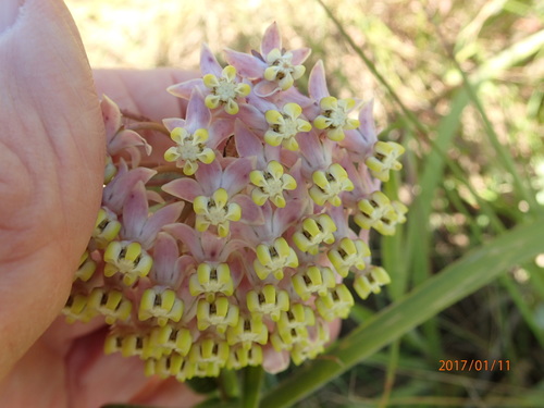Asclepias albens (Asclepias albens)