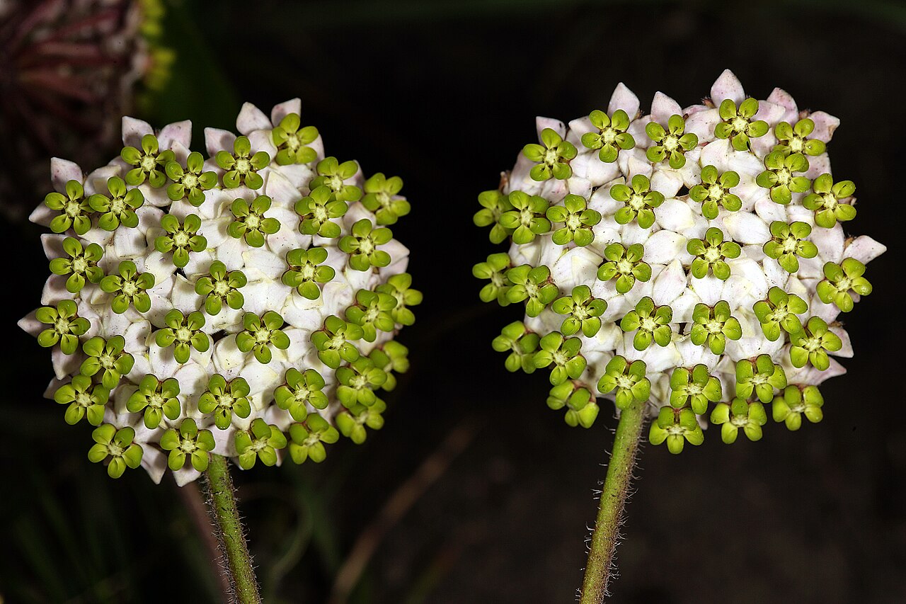 Asclepias albens: Asclepias albens , two inflorescences turned sideways; viewed from the front. In grassland, Sikhombe Forest to Mtentu Camp, Pondoland, Eastern Cape, South Afric