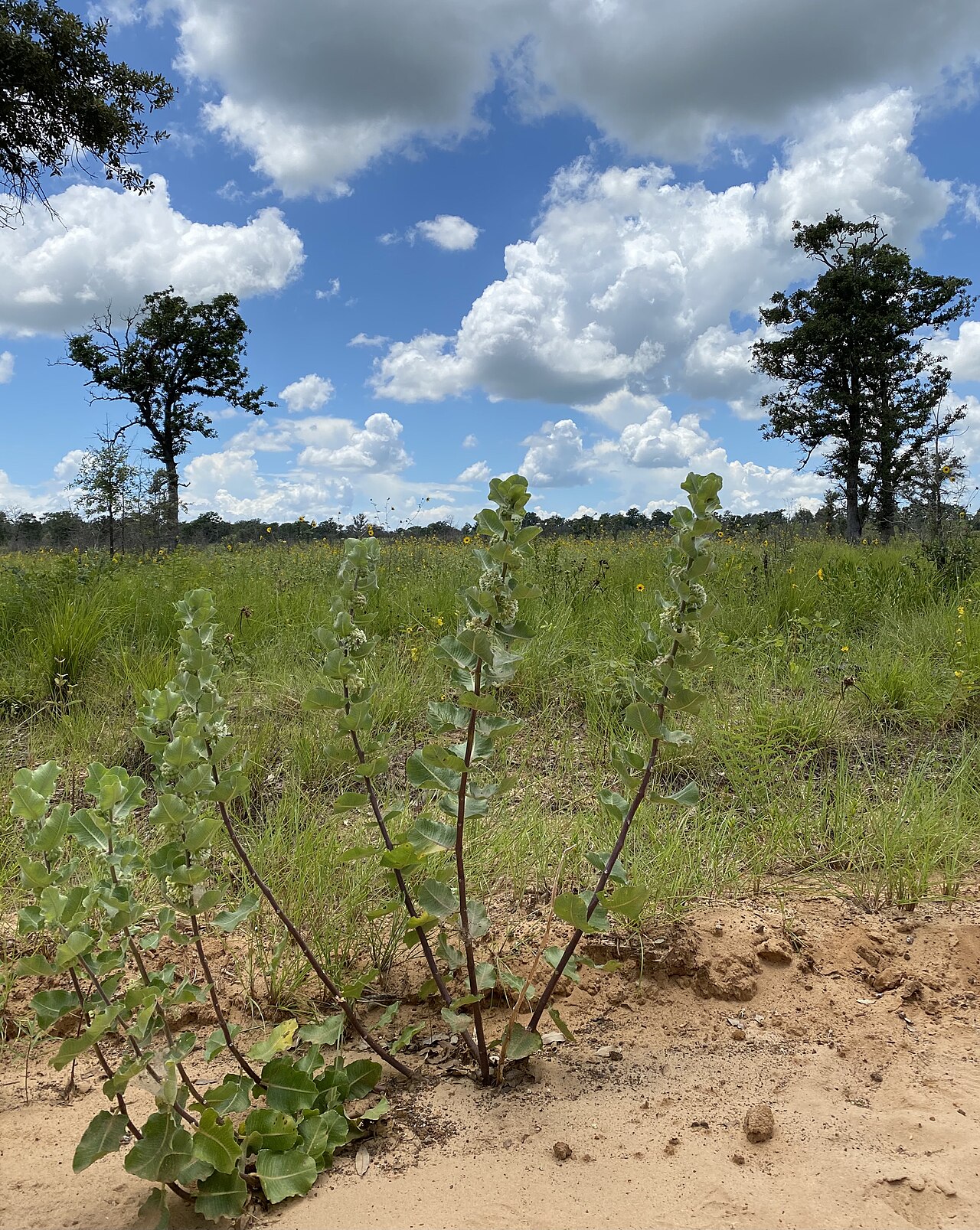 Sand milkweed: Sand milkweed, Gus Engeling WMA, Anderson County, June 2021