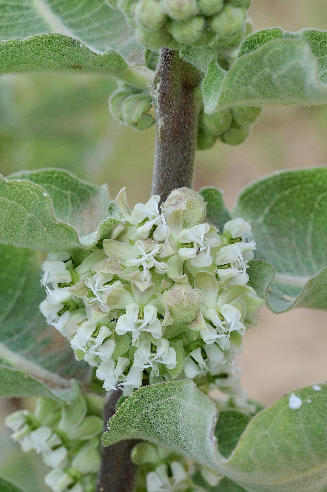 Sand milkweed: Sand milkweed, Gus Engeling WMA, Anderson County, June 2021