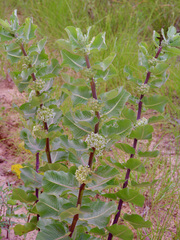 Sand milkweed (Asclepias arenaria)