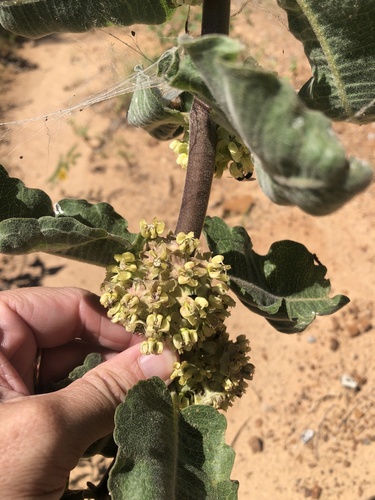 Sand milkweed (Asclepias arenaria)