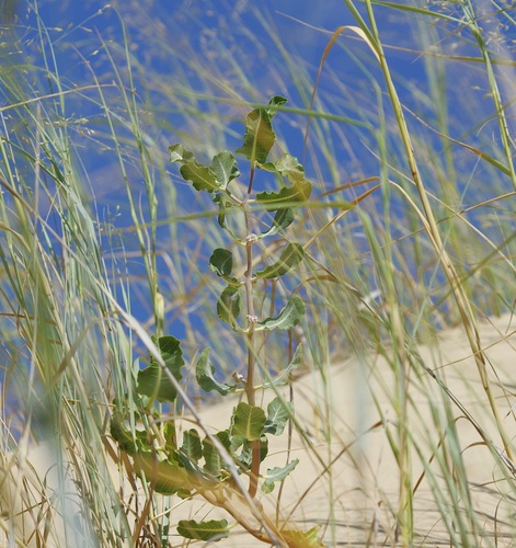 Sand milkweed (Asclepias arenaria)