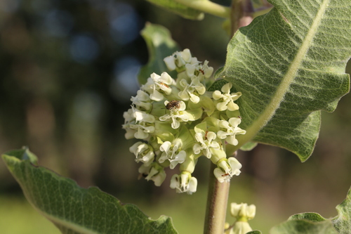 Sand milkweed (Asclepias arenaria)