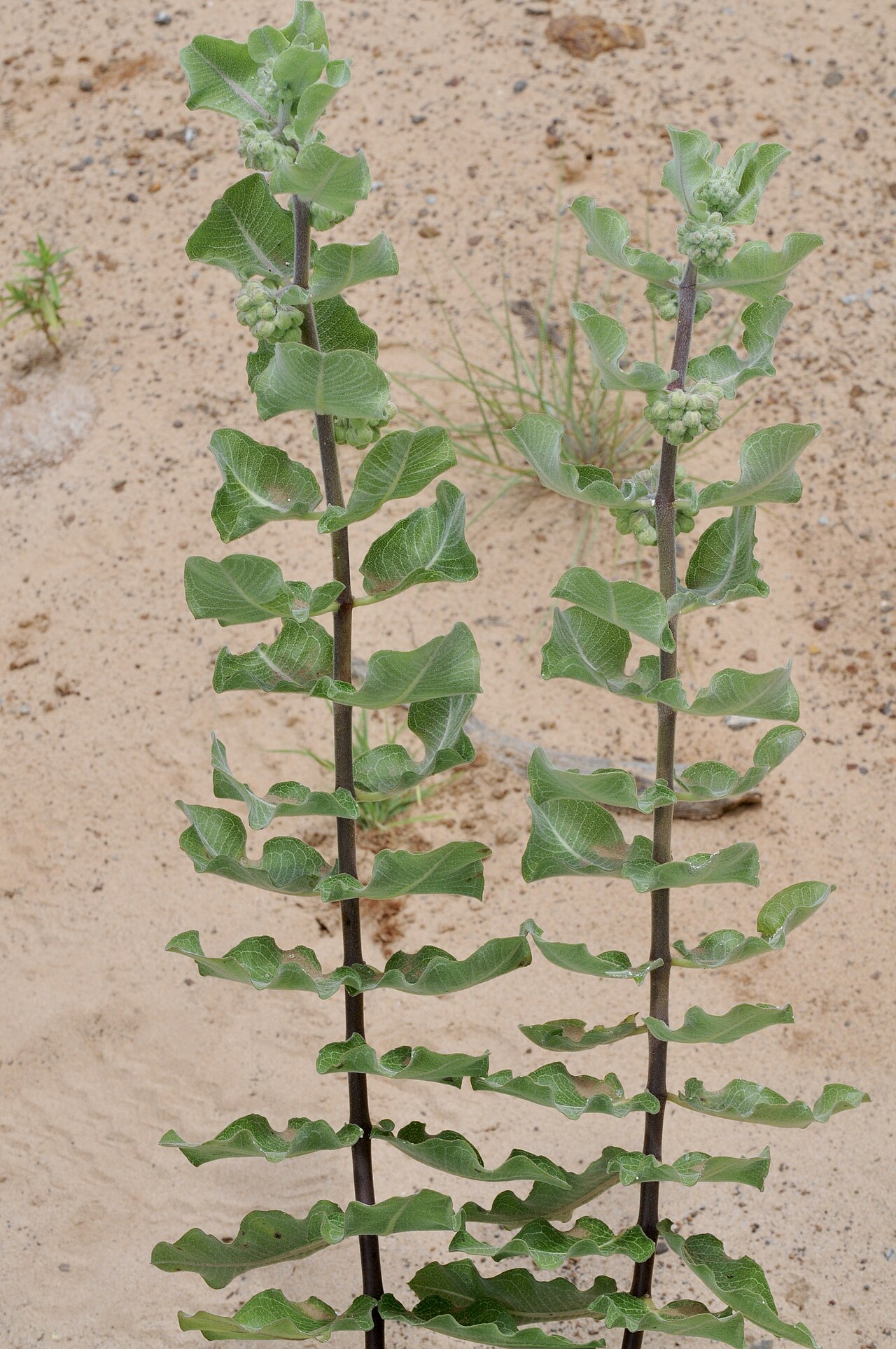 Sand milkweed: Sand milkweed, Gus Engeling WMA, Anderson County, June 2021