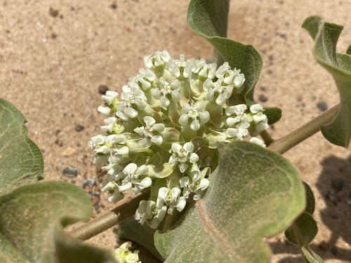 Sand milkweed (Asclepias arenaria)