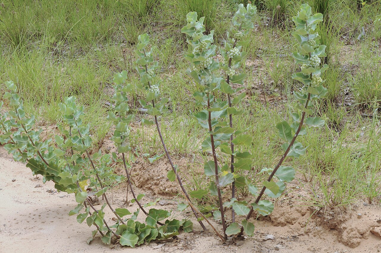 Sand milkweed: Sand milkweed, Gus Engeling WMA, Anderson County, June 2021