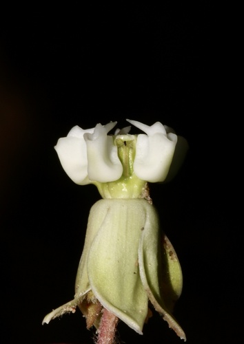 Sand milkweed (Asclepias arenaria)
