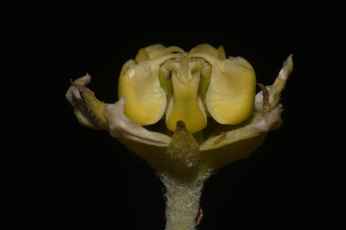 Sand milkweed (Asclepias arenaria)