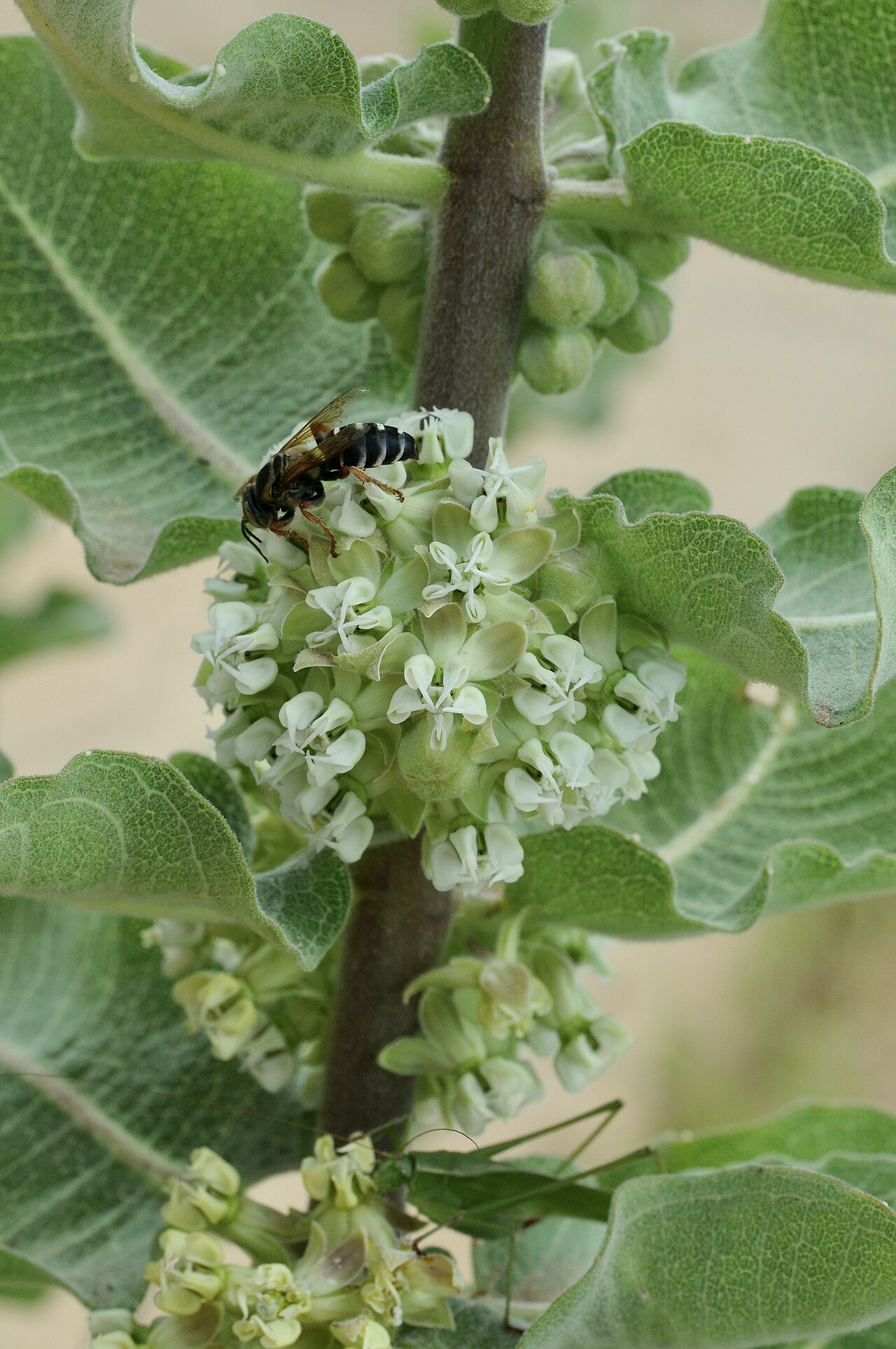 Sand milkweed: Sand milkweed, Gus Engeling WMA, Anderson County, June 2021 So many pollinators.