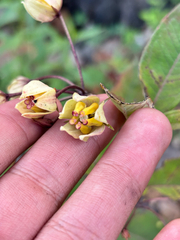 Asclepias auriculata (Asclepias auriculata)