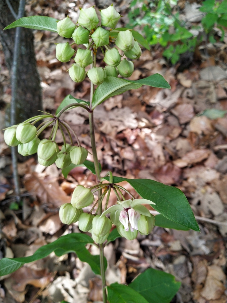 Asclepias auriculata (Asclepias auriculata)