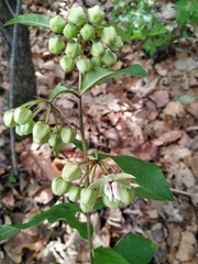 Asclepias auriculata (Asclepias auriculata)