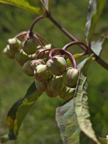 Asclepias auriculata (Asclepias auriculata)