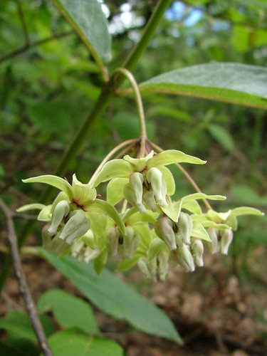 Asclepias auriculata (Asclepias auriculata)
