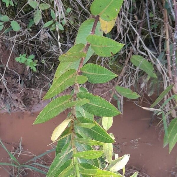 Asclepias barjoniifolia (Asclepias barjoniifolia)