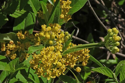 Asclepias barjoniifolia (Asclepias barjoniifolia)