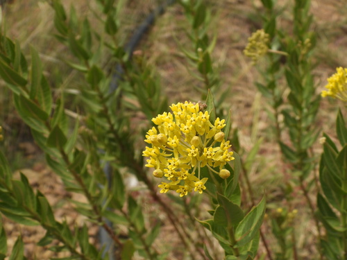 Asclepias barjoniifolia (Asclepias barjoniifolia)