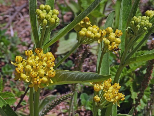Asclepias barjoniifolia (Asclepias barjoniifolia)