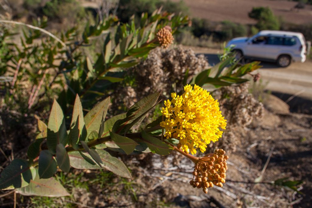 Asclepias barjoniifolia (Asclepias barjoniifolia)