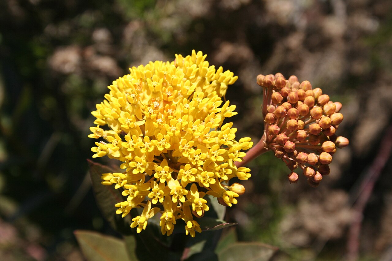 Asclepias barjoniifolia: Shockingly yellow flowers caught my attention as we drove down this dirt road from Serrano to Nuevo Mundo. These Asclepias plants seemed to have very specific s