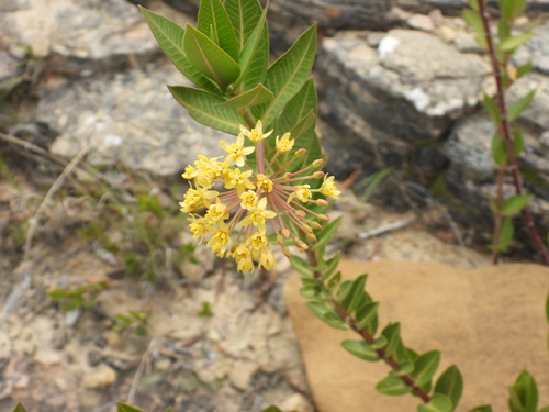 Asclepias barjoniifolia (Asclepias barjoniifolia)