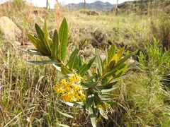 Asclepias barjoniifolia (Asclepias barjoniifolia)