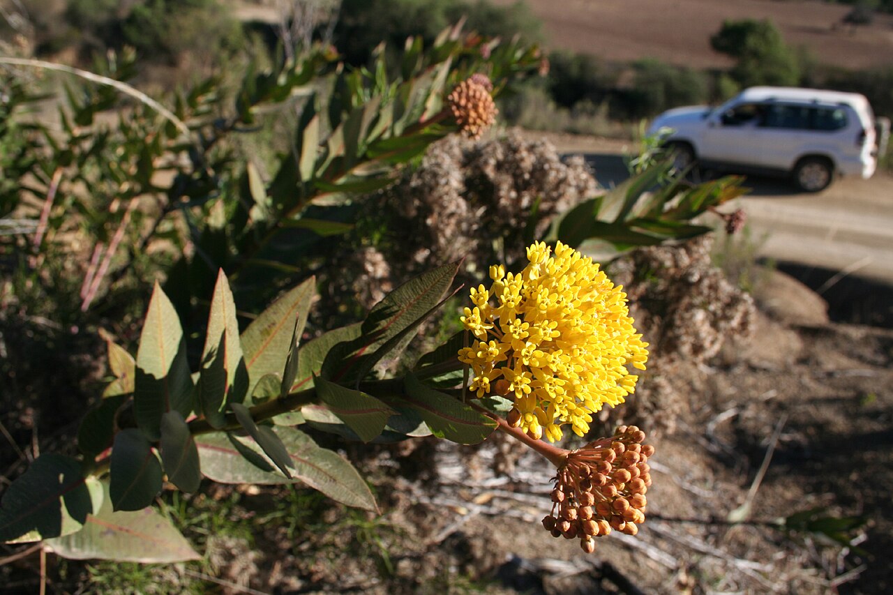 Asclepias barjoniifolia: Shockingly yellow flowers caught my attention as we drove down this dirt road from Serrano to Nuevo Mundo. These Asclepias plants seemed to have very specific s