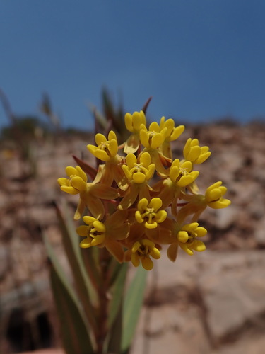 Asclepias barjoniifolia (Asclepias barjoniifolia)