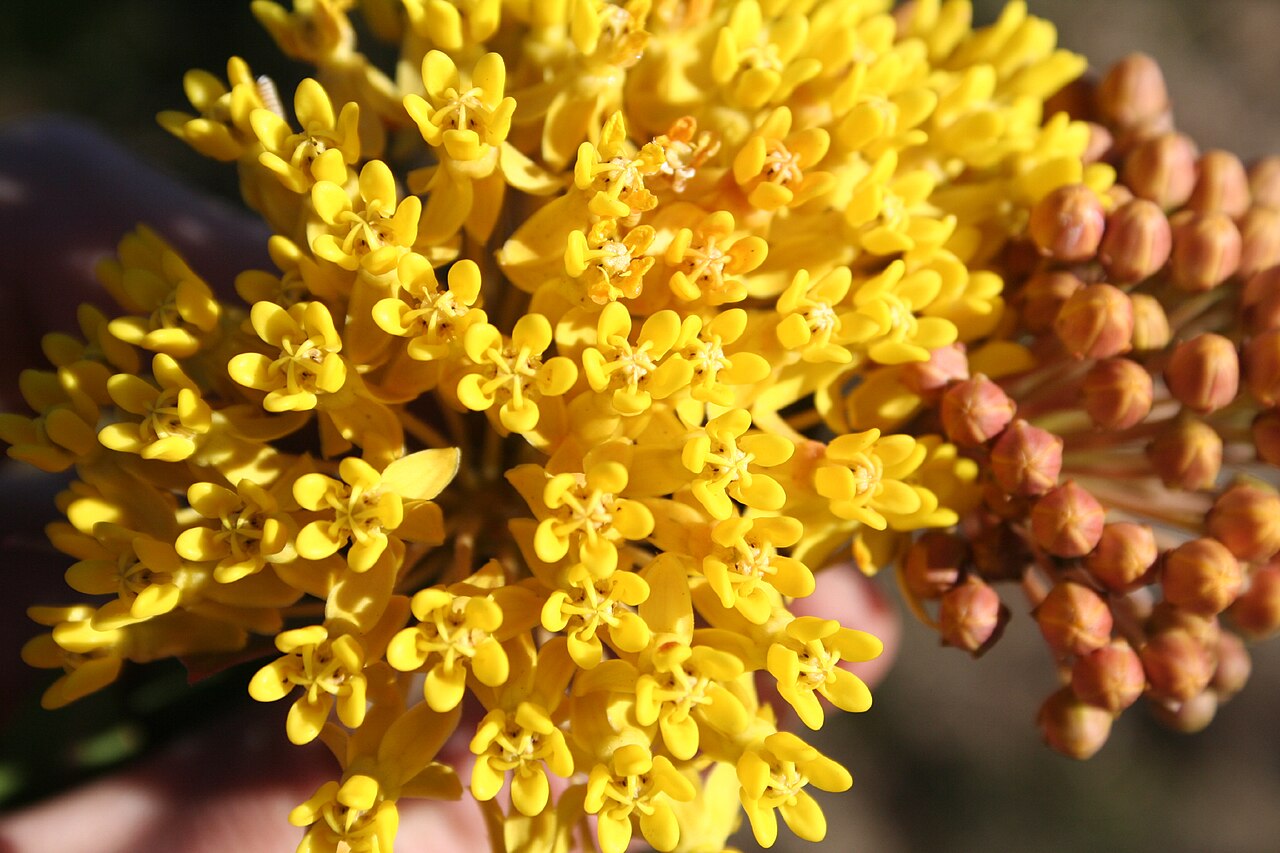 Asclepias barjoniifolia: Shockingly yellow flowers caught my attention as we drove down this dirt road from Serrano to Nuevo Mundo. These Asclepias plants seemed to have very specific s