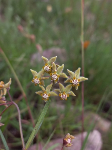 Asclepias bicuspis (Asclepias bicuspis)