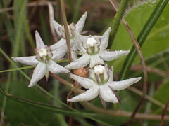 Asclepias brevicuspis (Asclepias brevicuspis)