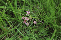 Asclepias brevicuspis (Asclepias brevicuspis)