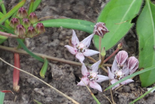Asclepias brevicuspis (Asclepias brevicuspis)
