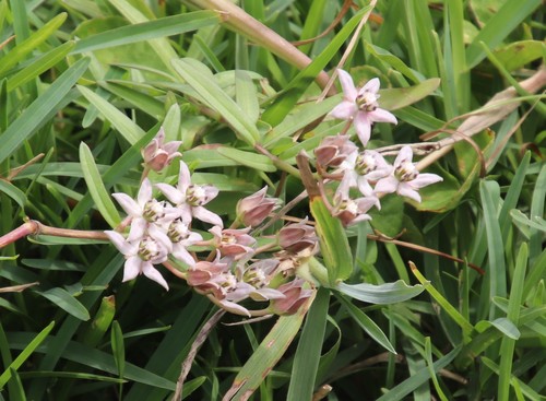Asclepias brevicuspis (Asclepias brevicuspis)
