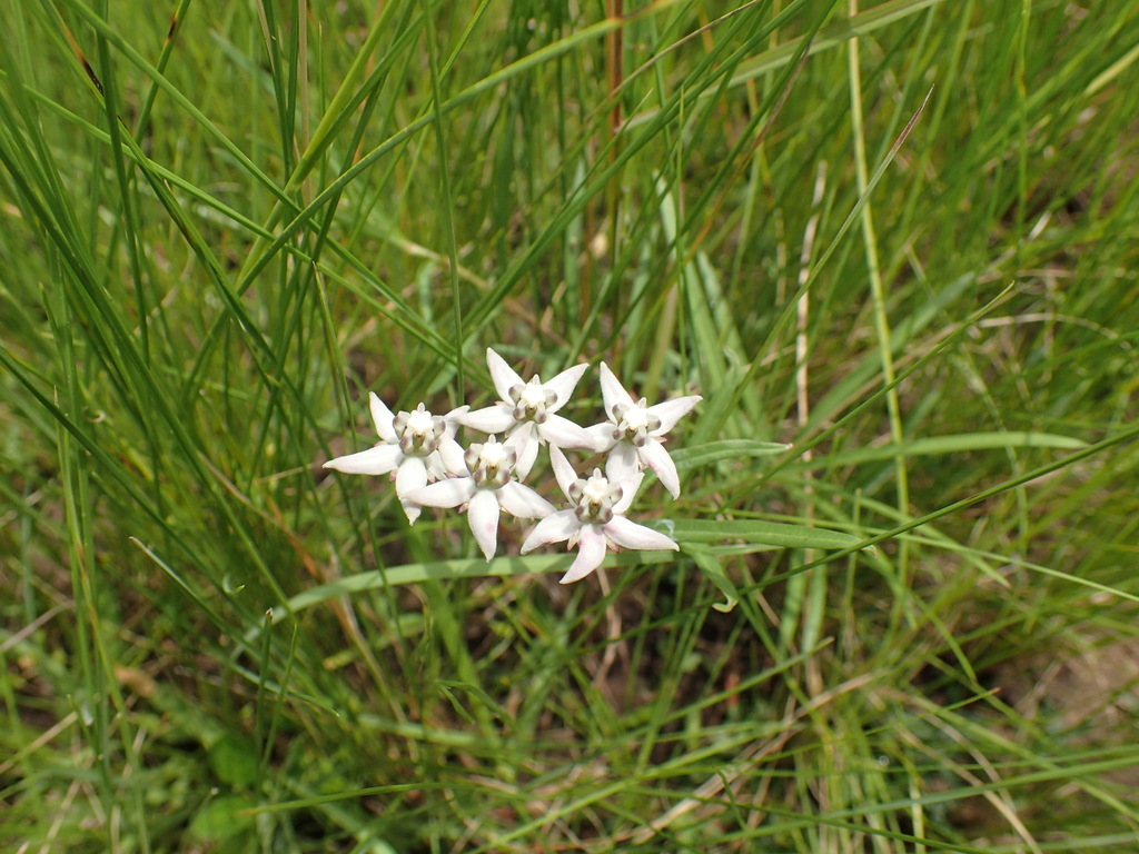 Asclepias brevicuspis (Asclepias brevicuspis)
