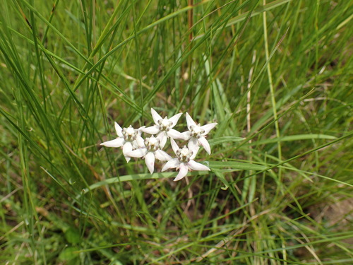 Asclepias brevicuspis (Asclepias brevicuspis)
