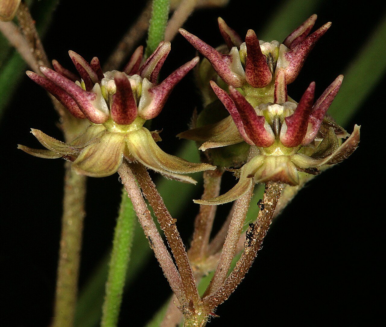 Asclepias brevipes: Asclepias brevipes , flowers, viewed obliquely from below; recently burned grassland, ca. 2 km S of Ventersdorp, North West, South Africa