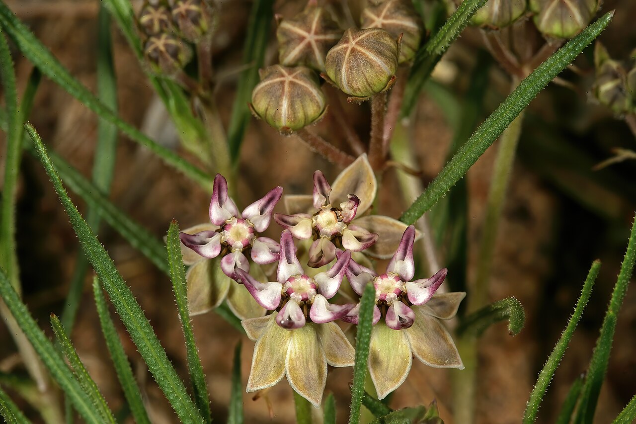 Asclepias brevipes: Asclepias brevipes , flowers; grassland near Wolmaransstad, North West, South Africa