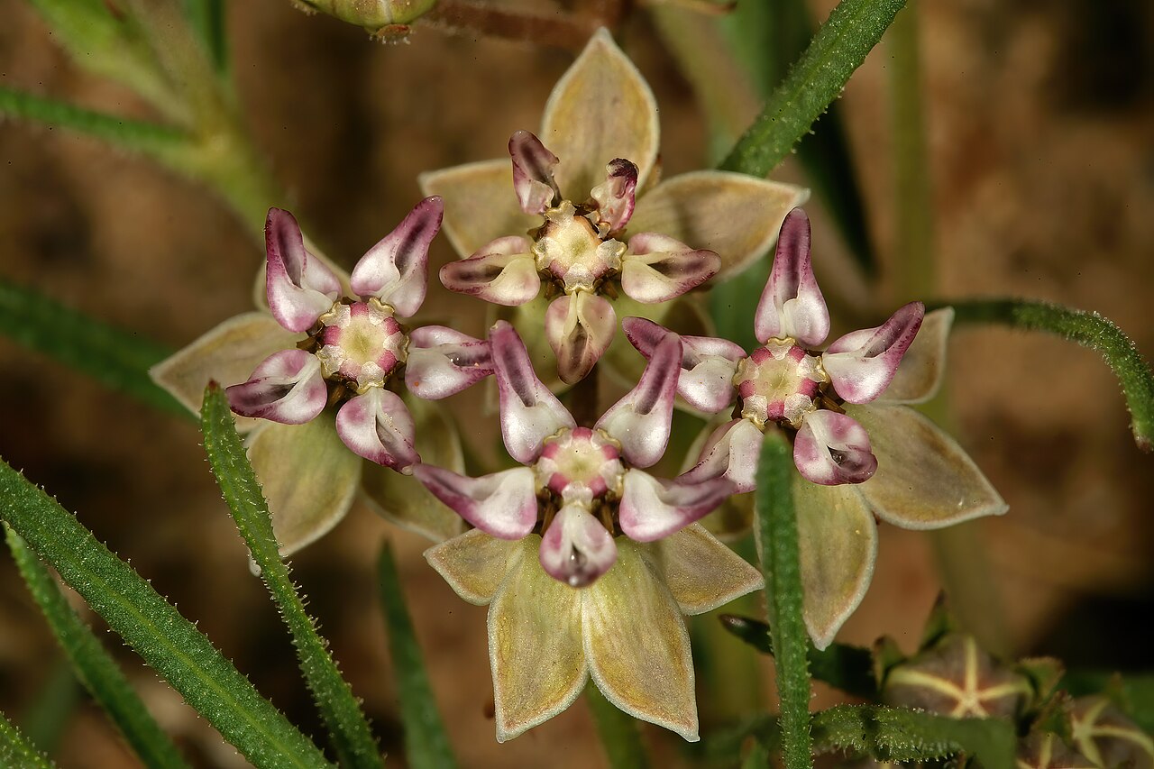 Asclepias brevipes: Asclepias brevipes , flowers; grassland near Wolmaransstad, North West, South Africa