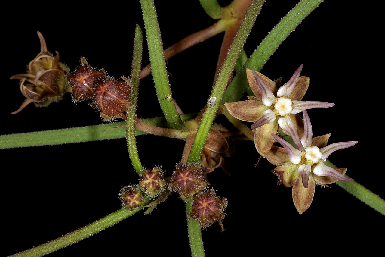 Asclepias brevipes: Asclepias brevipes , flowers; recently burned grassland, ca. 2 km S of Ventersdorp, North West, South Africa