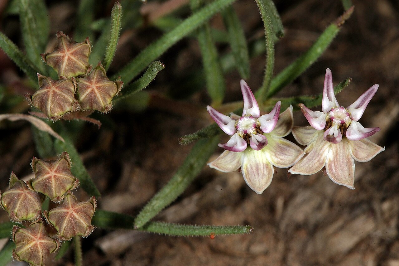 Asclepias brevipes: Asclepias brevipes , flowers; grassland on limestone, ca. 8 km W of Wolmaransstad, North West, South Africa