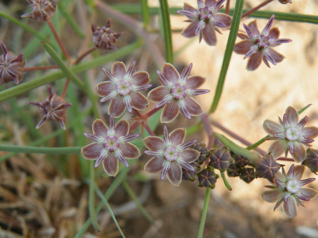 Asclepias brevipes (Asclepias brevipes)