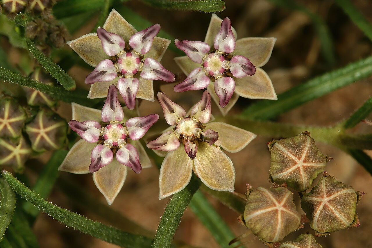 Asclepias brevipes: Asclepias brevipes , flowers; grassland near Wolmaransstad, North West, South Africa