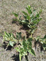 Asclepias candida (Asclepias candida)