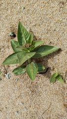 Asclepias candida (Asclepias candida)