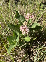 Asclepias candida (Asclepias candida)