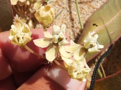 Asclepias candida (Asclepias candida)