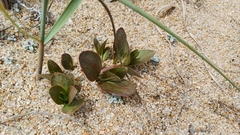 Asclepias candida (Asclepias candida)